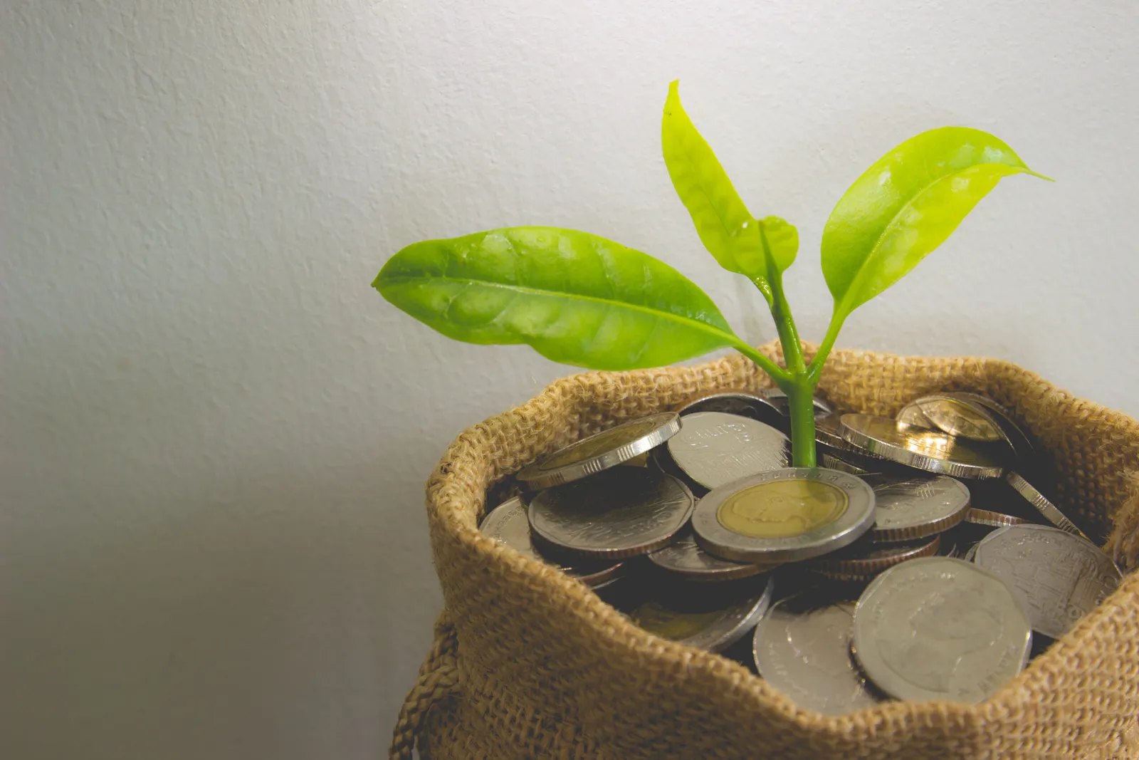 Coins,In,Sack,And,Plant,Glowing,In,Savings,Coins,,Show